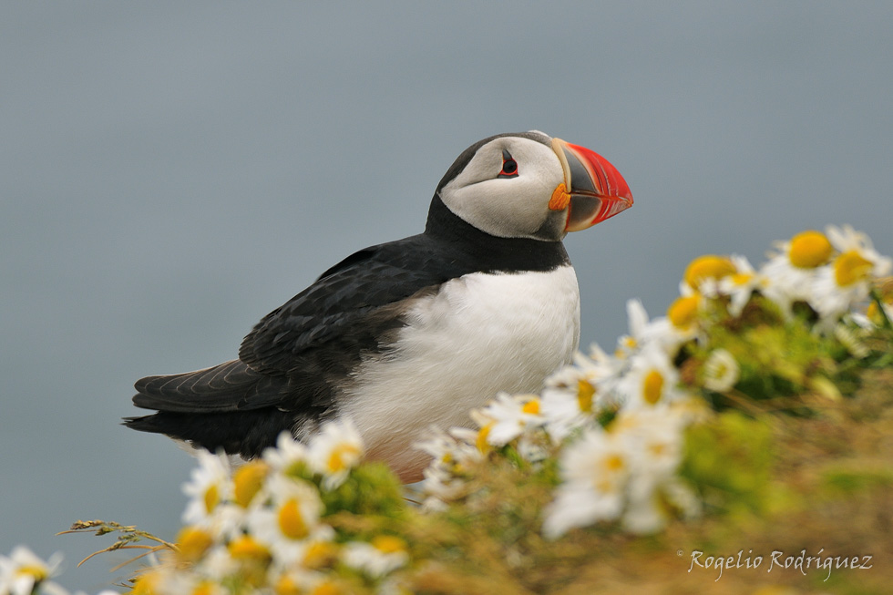 Imagen 7 de la galería de Islandia